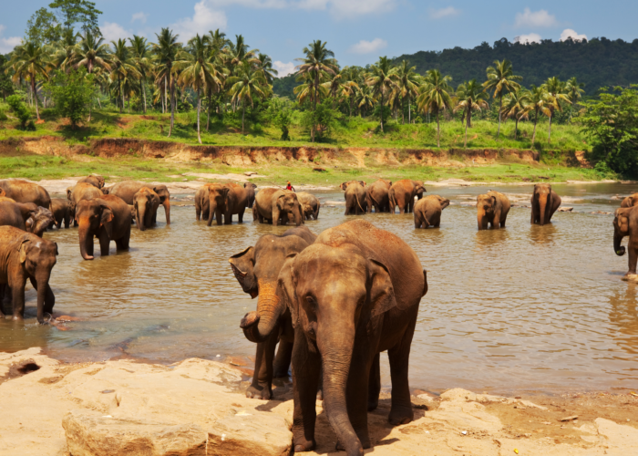 Pinnawala elephant orphanage 